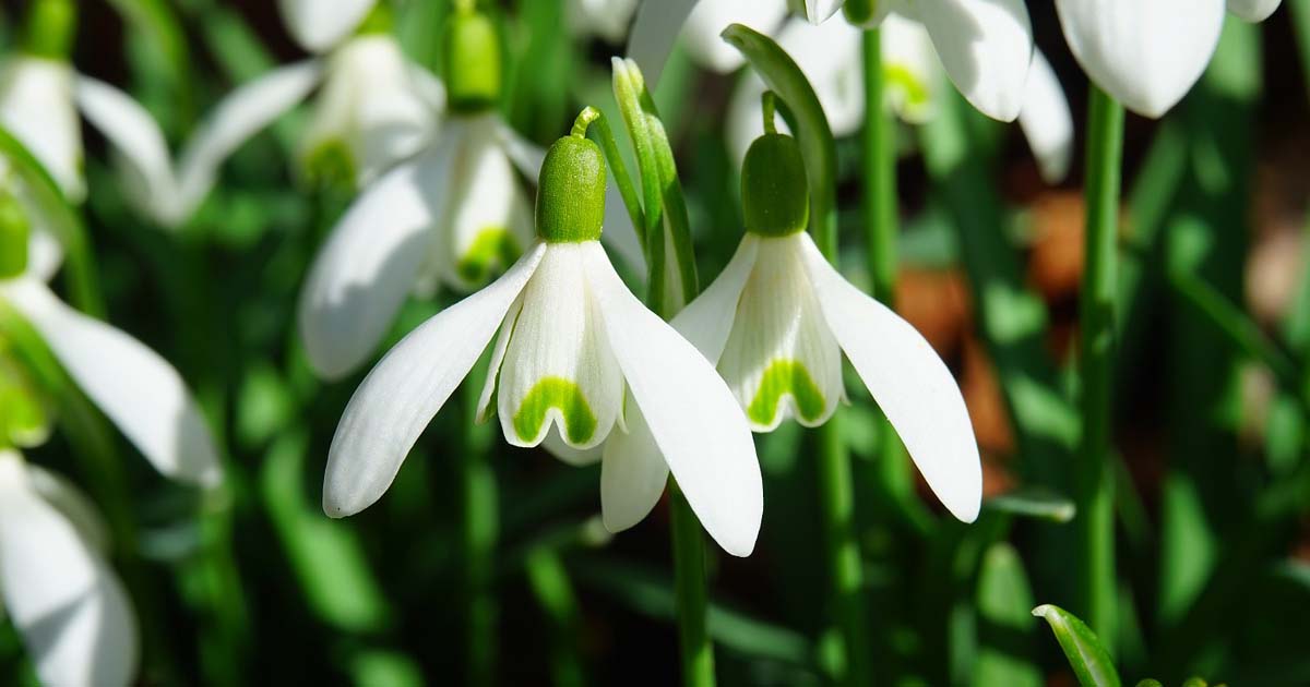 Snowdrops