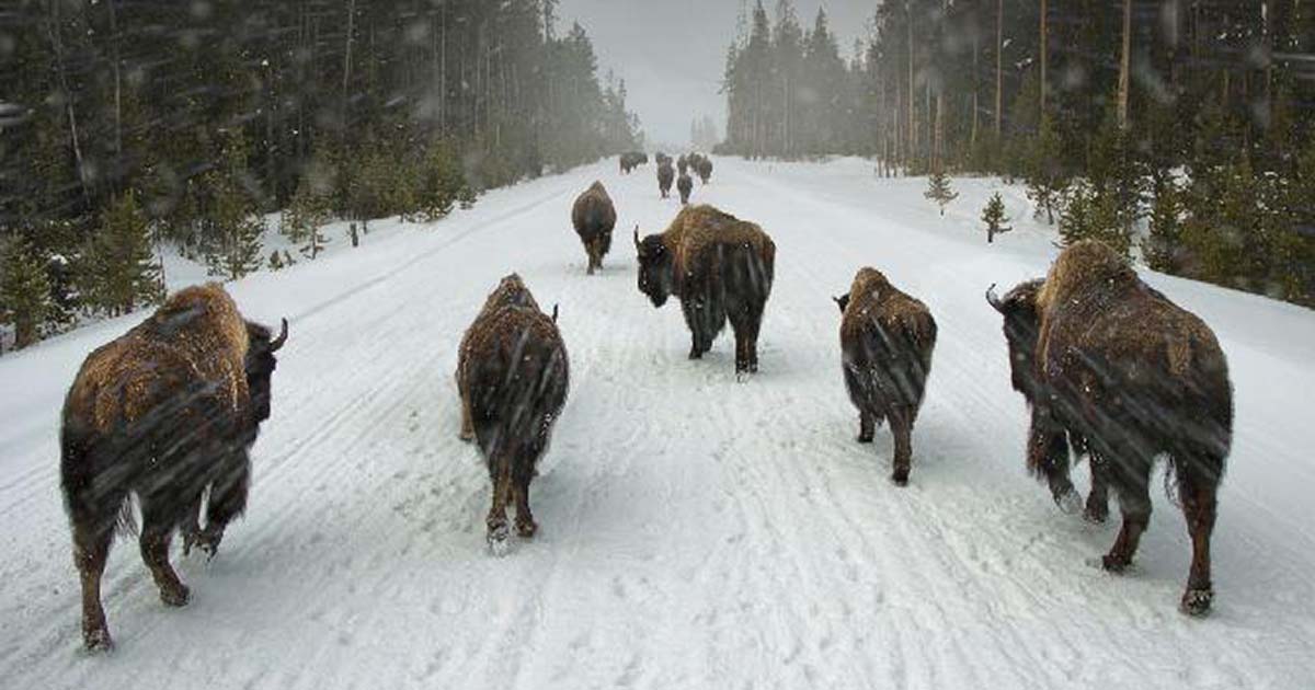 Buffalo Road by Steve Brabner-fb