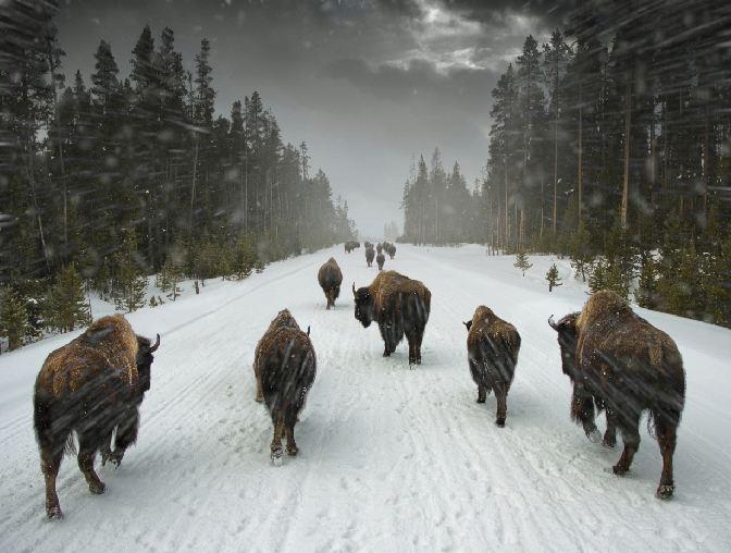 Buffalo Road by Steve Brabner Taking Images and Making Images - Buffalo Road by Steve Brabner