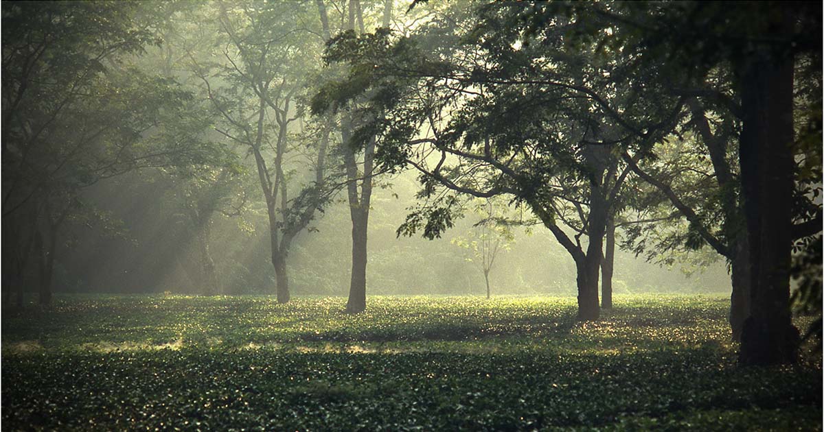 Prints Competition - Sunny Glade