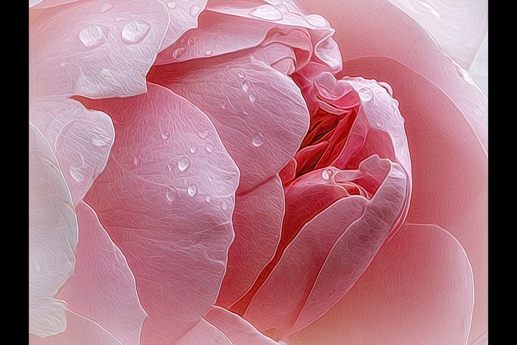 Pink Rose