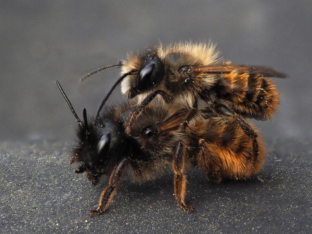Mating Red Mason Bees