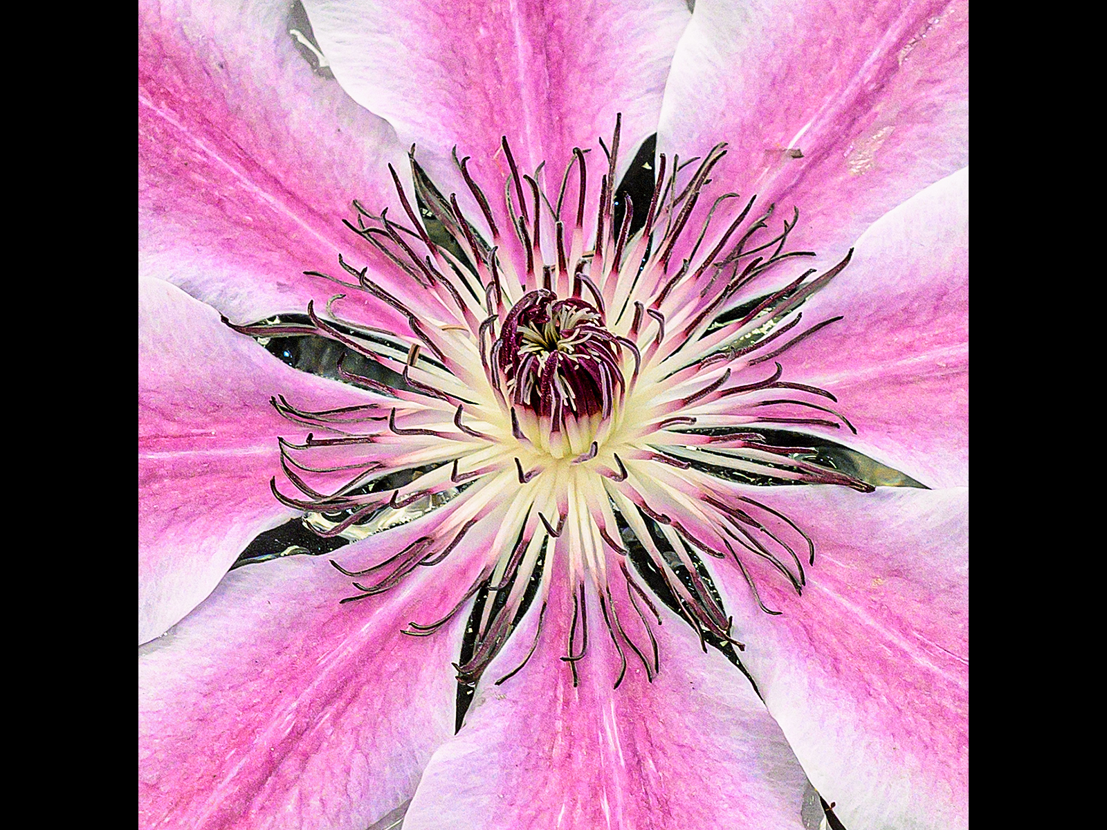 18 CLEMATIS HEART by TONY CHIVERS