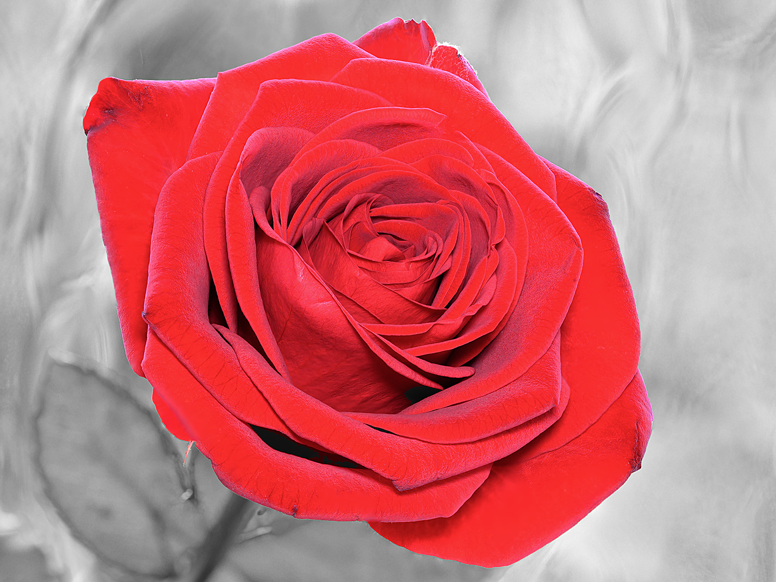 18 LANCASTRIAN ROSE by TONY CHIVERS