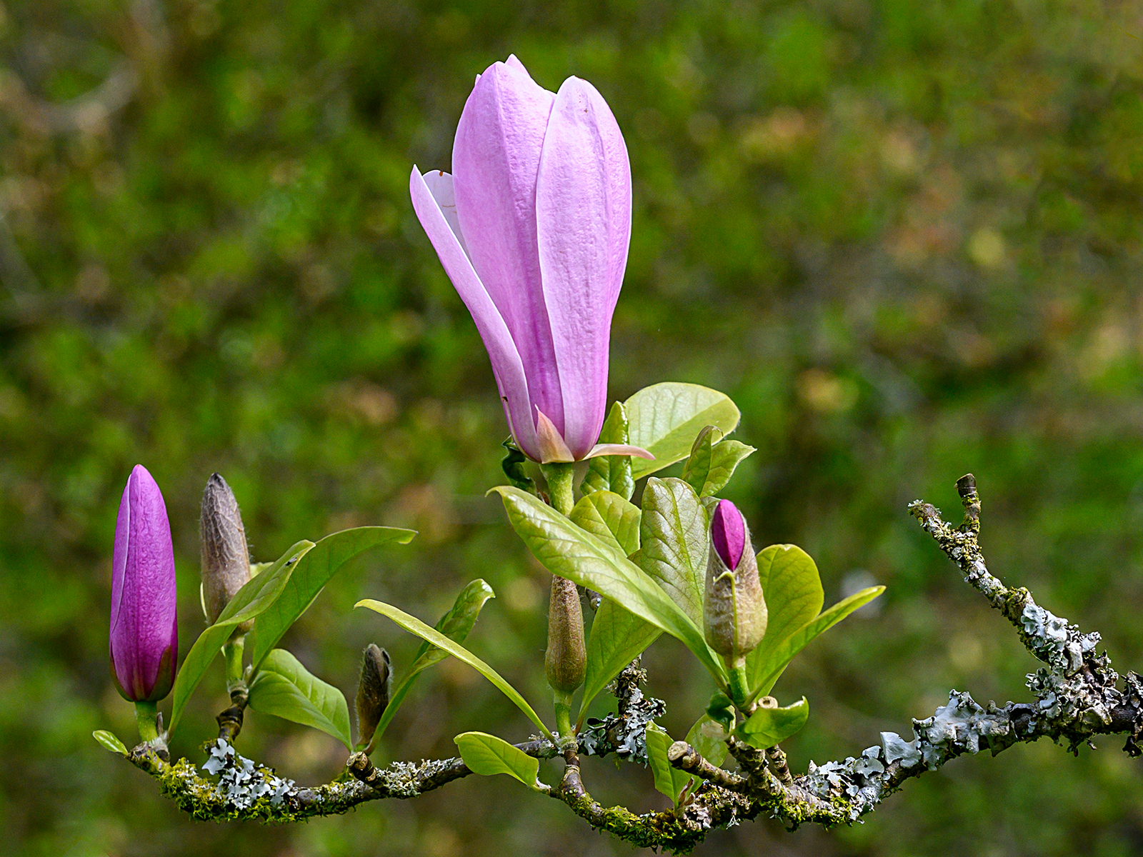 18 PINK MAGNOLIA by TONY CHIVERS
